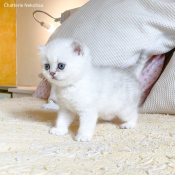 chaton British Shorthair black silver shaded Yuffie Chatterie Nekobaa