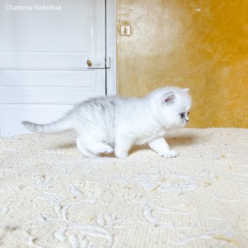 chaton British Shorthair black silver shaded Yuffie Chatterie Nekobaa