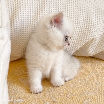 chaton British Shorthair black silver shaded Yuffie Chatterie Nekobaa