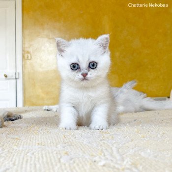 chaton British Shorthair black silver shaded Yuffie Chatterie Nekobaa