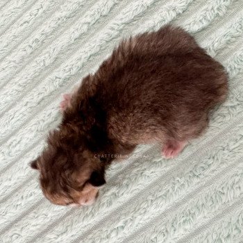 chaton British Longhair black golden ticked tabby Yukiko Chatterie Nekobaa