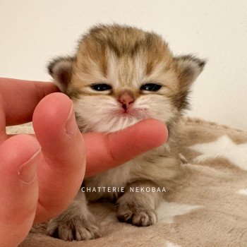 chaton British Longhair black golden ticked tabby Yukiko Chatterie Nekobaa