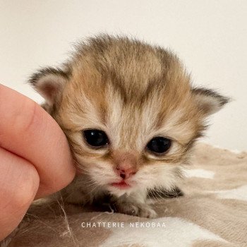 chaton British Longhair black golden ticked tabby Yukiko Chatterie Nekobaa