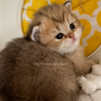 chaton British Longhair black golden ticked tabby Yukiko Chatterie Nekobaa