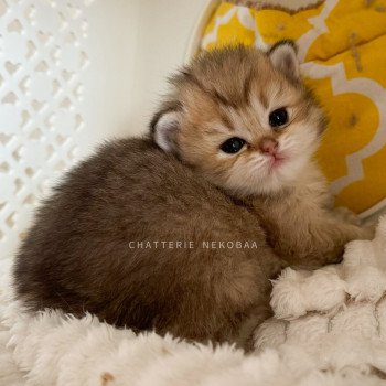 chaton British Longhair black golden ticked tabby Yukiko Chatterie Nekobaa