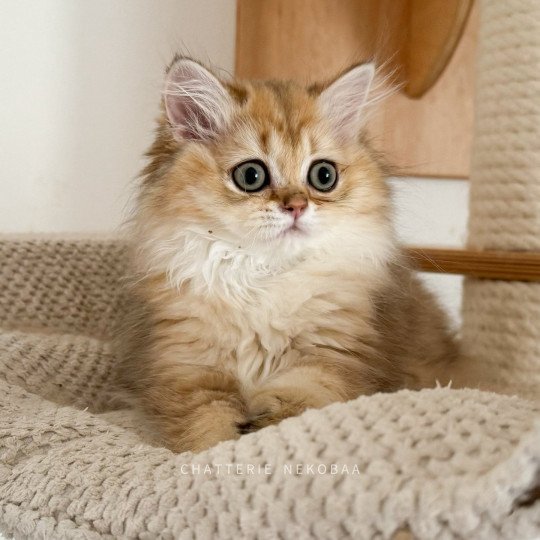 Yukiko Femelle British Longhair