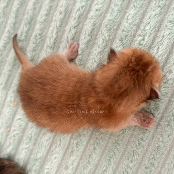 chaton British Longhair copper Yutaka Chatterie Nekobaa