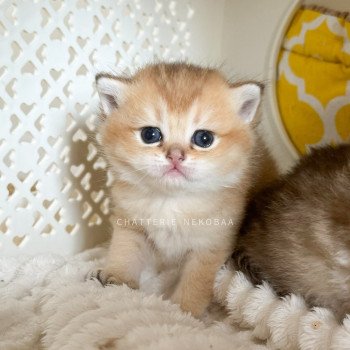 chaton British Shorthair black golden shell Yutaka Chatterie Nekobaa