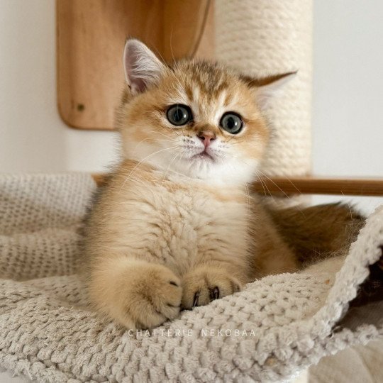 Yutaka Baku Mâle British Shorthair