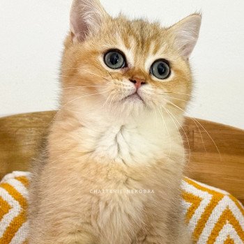 chaton British Shorthair black golden shaded Zeus Chatterie Nekobaa