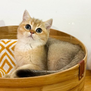 chaton British Shorthair black golden shaded Zeus Chatterie Nekobaa