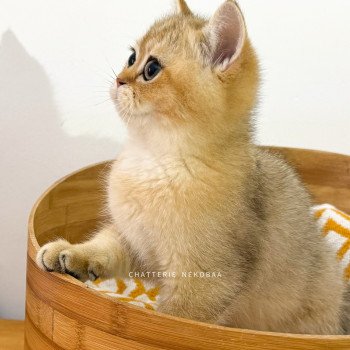chaton British Shorthair black golden shaded Zeus Chatterie Nekobaa