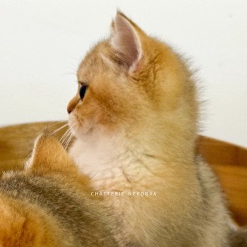 chaton British Shorthair black golden shaded Zeus Chatterie Nekobaa