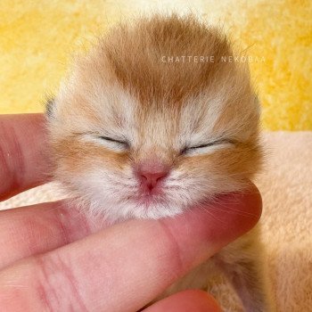 chaton British Longhair black golden shell Zeus Chatterie Nekobaa