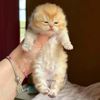 chaton British Shorthair black golden shell Zeus Chatterie Nekobaa