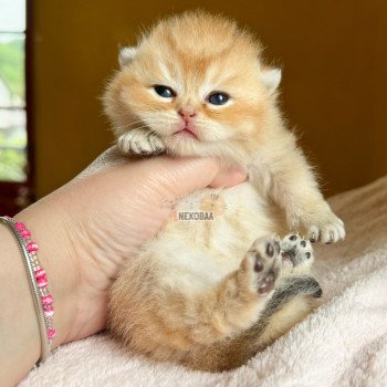 chaton British Shorthair black golden shell Zeus Chatterie Nekobaa