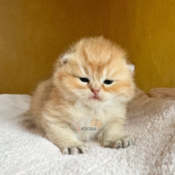 chaton British Shorthair black golden shell Zeus Chatterie Nekobaa