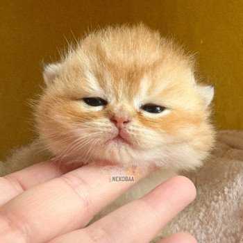 chaton British Shorthair black golden shell Zeus Chatterie Nekobaa