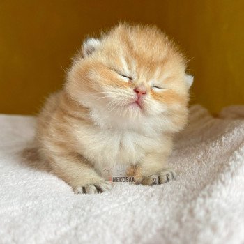 chaton British Shorthair black golden shell Zeus Chatterie Nekobaa