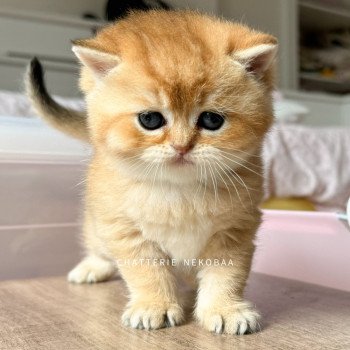 chaton British Shorthair black golden shaded Zeus Chatterie Nekobaa