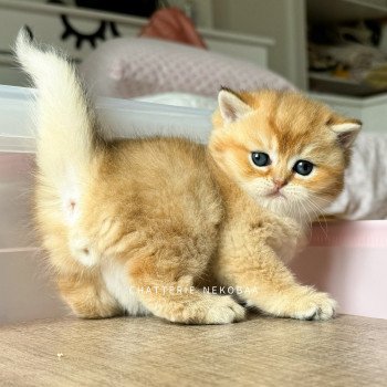 chaton British Shorthair black golden shaded Zeus Chatterie Nekobaa