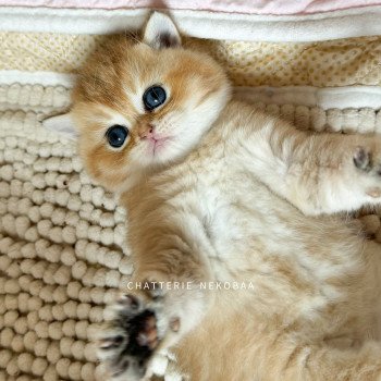 chaton British Shorthair black golden shaded Zeus Chatterie Nekobaa