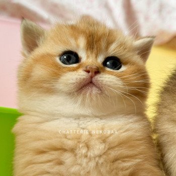 chaton British Shorthair black golden shaded Zeus Chatterie Nekobaa