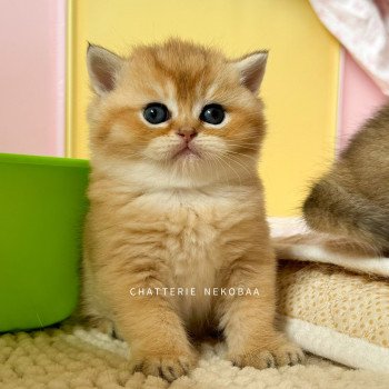 chaton British Shorthair black golden shaded Zeus Chatterie Nekobaa