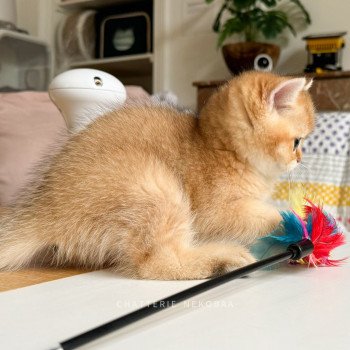 chaton British Shorthair Zeus Chatterie Nekobaa