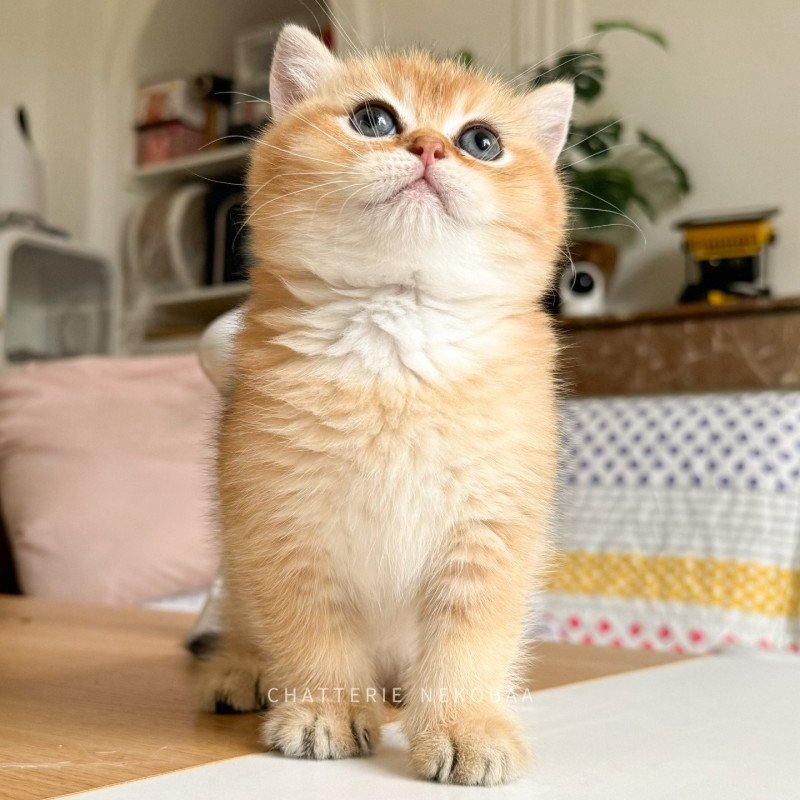 Zeus Mâle British Shorthair