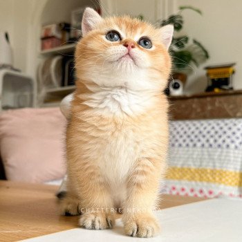 Zeus Mâle British Shorthair