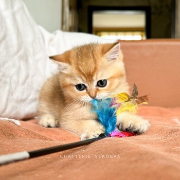 chaton British Shorthair Zeus Chatterie Nekobaa
