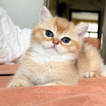chaton British Shorthair Zeus Chatterie Nekobaa