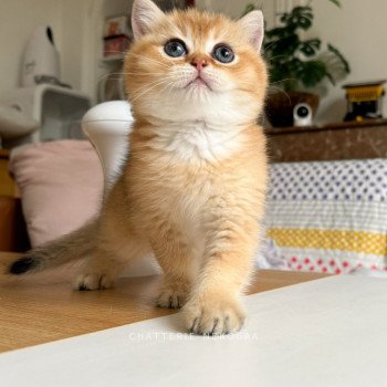 chaton British Shorthair Zeus Chatterie Nekobaa