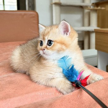 chaton British Shorthair Zeus Chatterie Nekobaa