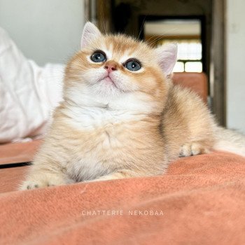 chaton British Shorthair Zeus Chatterie Nekobaa