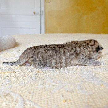 chaton British Longhair black golden shaded Zia Chatterie Nekobaa