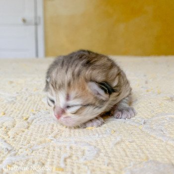 chaton British Longhair black golden shaded Zia Chatterie Nekobaa