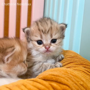 chaton British Longhair black golden shaded Zia Chatterie Nekobaa