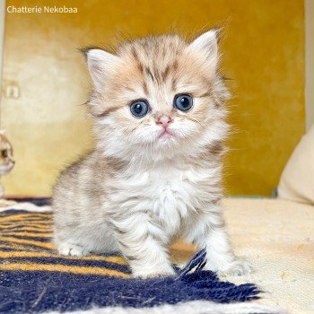 chaton British Longhair black golden shaded Zia Chatterie Nekobaa