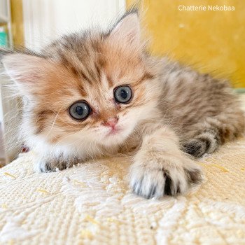 chaton British Longhair black golden shaded Zia Chatterie Nekobaa