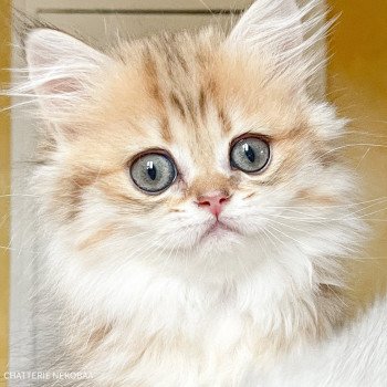 chaton British Longhair black golden shaded Zia (Splendide Zia) Chatterie Nekobaa