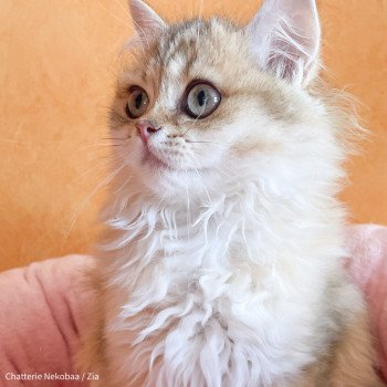 chaton British Longhair black golden shaded Zia (Splendide Zia) Chatterie Nekobaa