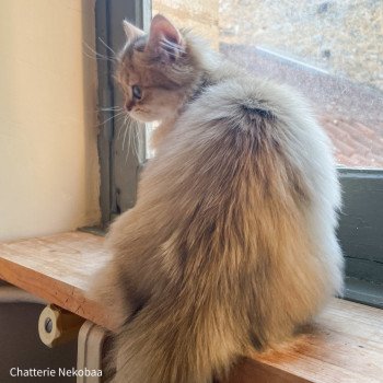 chaton British Longhair black golden shaded Zia (Splendide Zia) Chatterie Nekobaa