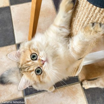 chaton British Longhair black golden shaded Zia (Splendide Zia) Chatterie Nekobaa