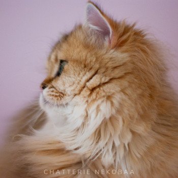 chat British Longhair black golden shaded Splendide Zia Chatterie Nekobaa