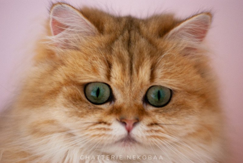Zia, british longhair golden yeux verts