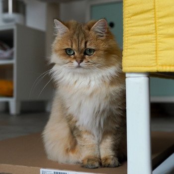 chat British Longhair black golden shaded Zia Chatterie Nekobaa