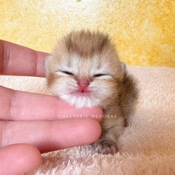 chaton British Longhair black golden Zizilia Chatterie Nekobaa chaton British Longhair black golden Zizilia Chatterie Nekobaa