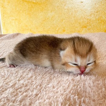 chaton British Longhair black golden Zizilia Chatterie Nekobaa chaton British Longhair black golden Zizilia Chatterie Nekobaa
